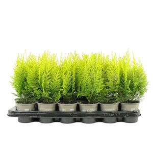 Chamaecyparis Ivonne