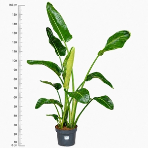 STRELITZIA NICOLAI