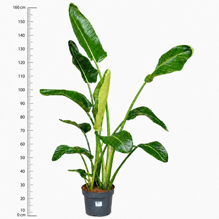 <h4>STRELITZIA NICOLAI</h4>