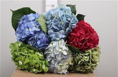 Hydrangea overig
