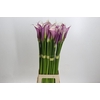 Zantedeschia Eydolls Purple White