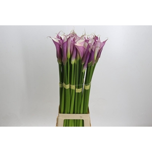 Zantedeschia Eydolls Purple White