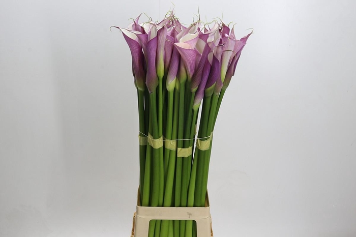 Zantedeschia Eydolls Purple White