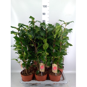 Camellia japonica 'Dr King'