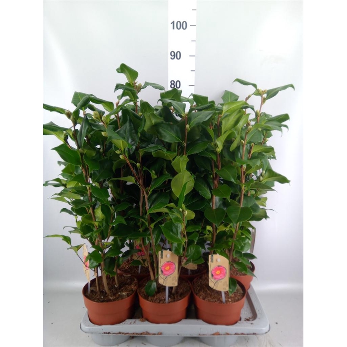<h4>Camellia japonica 'Dr King'</h4>