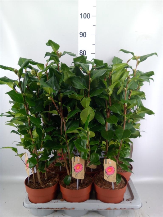 Camellia japonica 'Dr King'