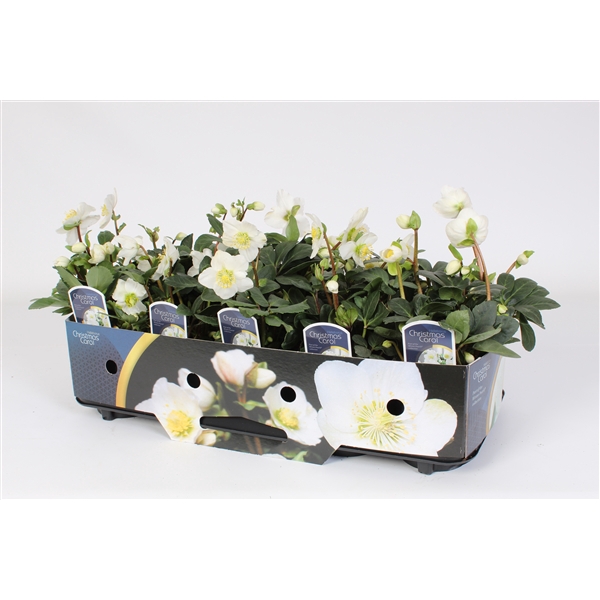 <h4>Helleborus niger 'Christmas Carol'</h4>