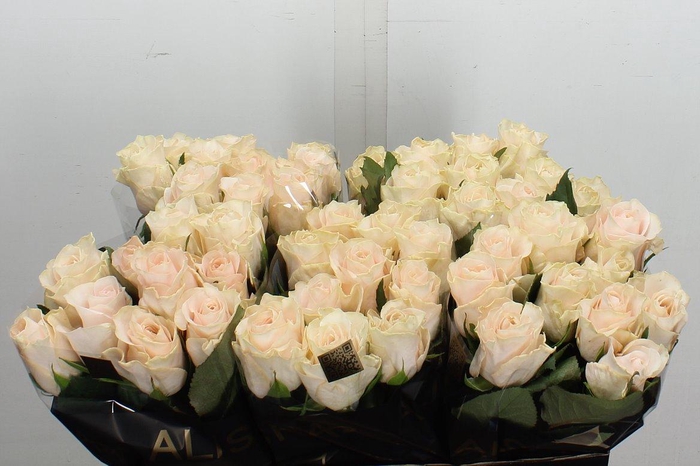 <h4>R Gr Pomarosa</h4>