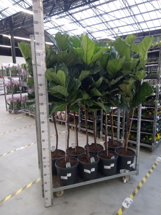 <h4>Ficus lyrata</h4>