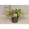 vaste planten 19 cm  Hosta Wide Brim afd.1
