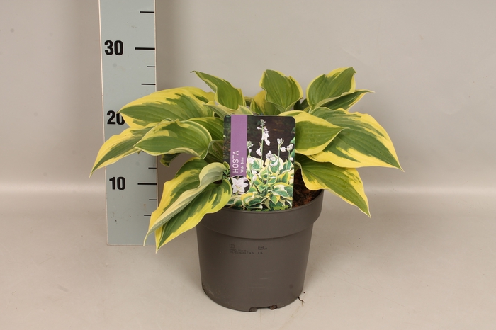 <h4>vaste planten 19 cm  Hosta Wide Brim afd.1</h4>