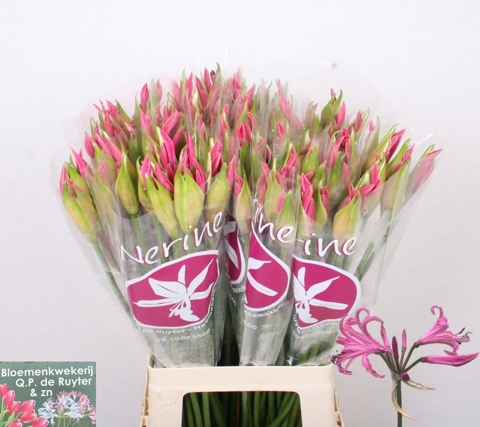 <h4>NE BO RAS VAN ROON</h4>