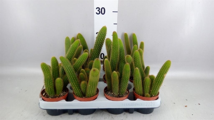<h4>Cactus   ...</h4>