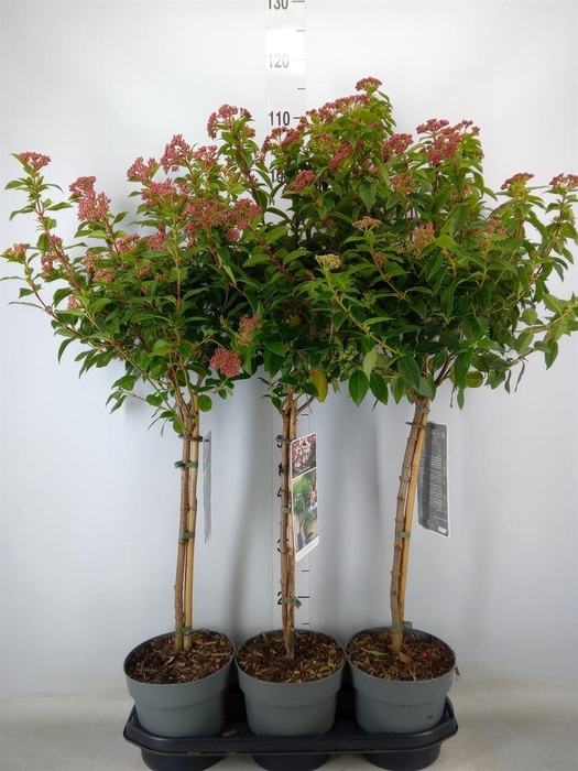 <h4>Viburnum tinus</h4>
