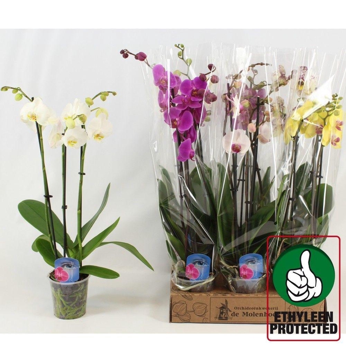 <h4>Phal Gem 4 Kl</h4>