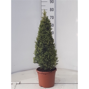 buxus sempervirens piramide 70 cm