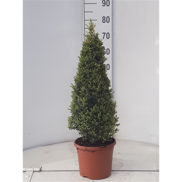 <h4>buxus sempervirens piramide 70 cm</h4>