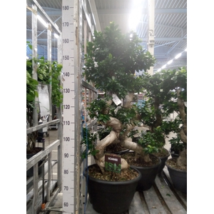 Ficus microcarpa 'Ginseng'