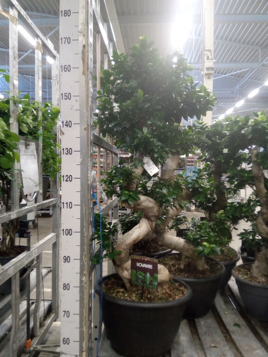 <h4>Ficus microcarpa 'Ginseng'</h4>