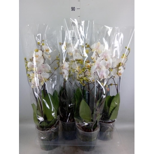 Phalaenopsis  'Marvellous White'