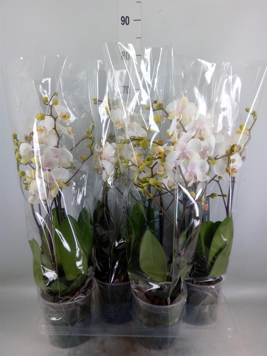 <h4>Phalaenopsis  'Marvellous White'</h4>