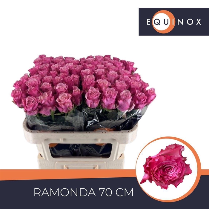 <h4>Rosa large flowered Ramonda</h4>