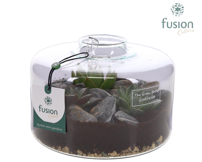 <h4>Green Bottle Kyra Medium met Succulenten</h4>