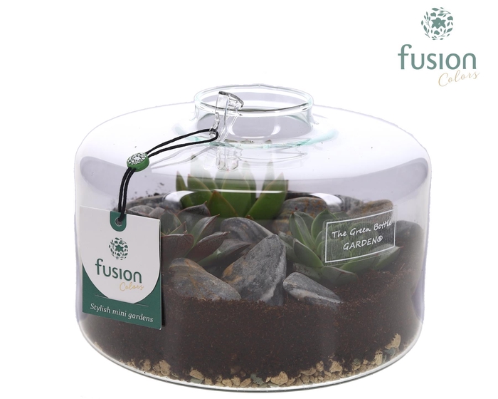 <h4>Green Bottle Kyra Medium met Succulenten</h4>