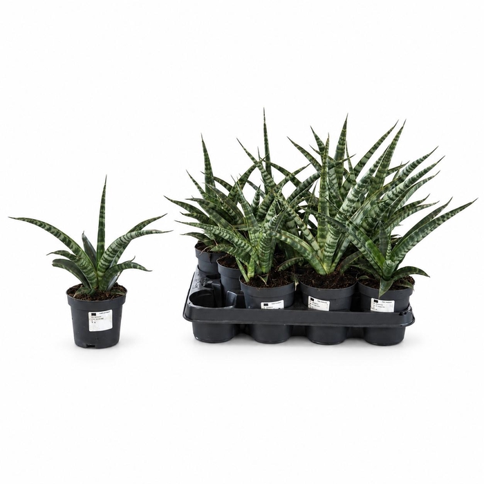 <h4>!! PROMO !! SANSEV TRIFASCIA P10.5</h4>