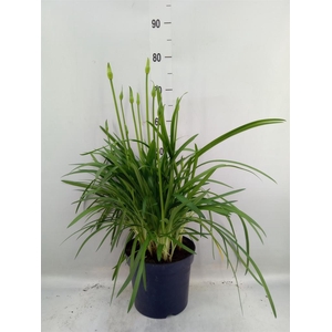 Agapanthus  'Amourette Superb Whit'