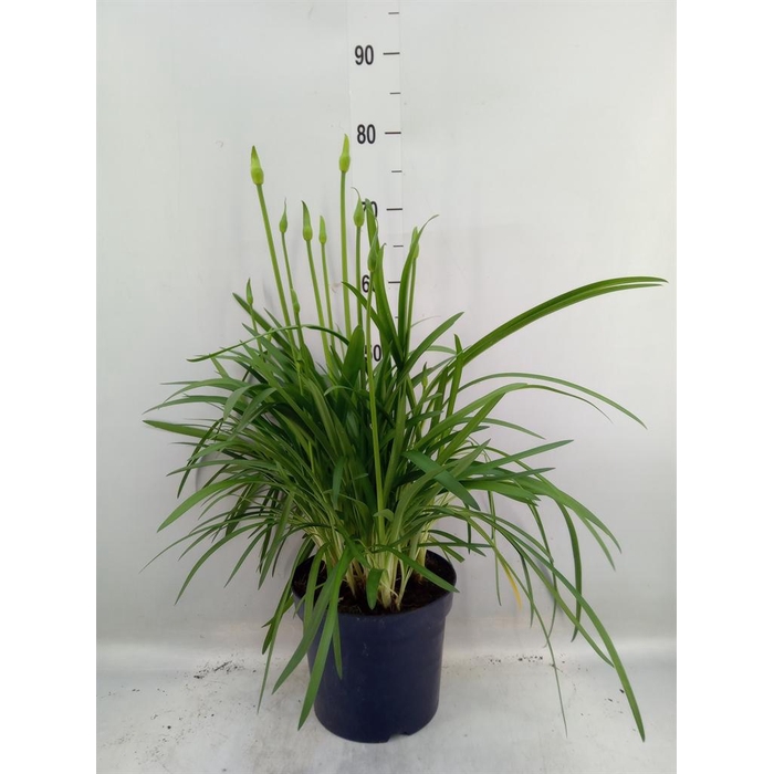 <h4>Agapanthus 'Amourette Superb Whit'</h4>