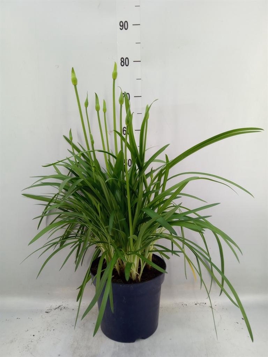 <h4>Agapanthus 'Amourette Superb Whit'</h4>