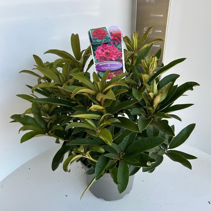 <h4>Rhododendron 'Wilgen's Ruby'</h4>