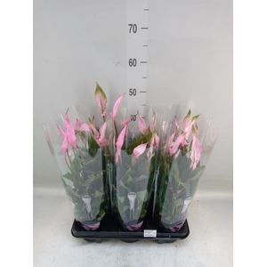 Spathiphyllum  'Bellini'