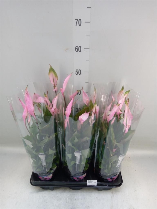 <h4>Spathiphyllum  'Bellini'</h4>