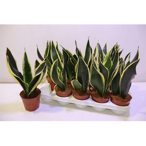 arr8 Sansev Black Gold