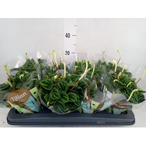 Peperomia caperata 'Lilian'