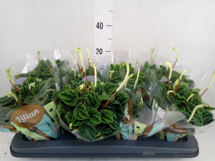 <h4>Peperomia caperata 'Lilian'</h4>