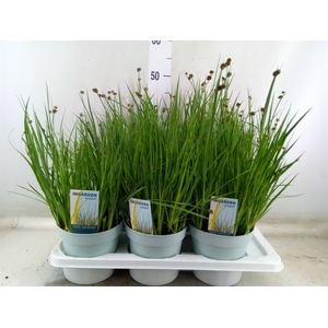 Juncus ensifolius