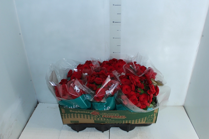 <h4>BEGONIA BALADIN P15</h4>