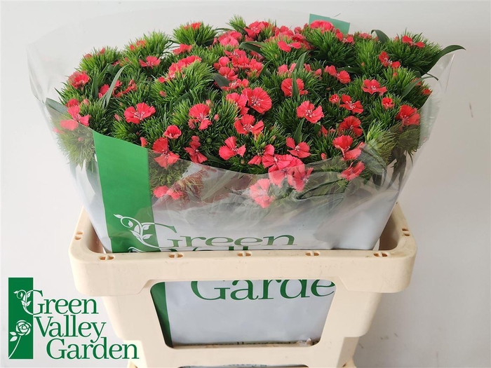 <h4>Di Barb Sweet Will Coral</h4>