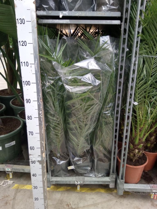 <h4>Phoenix canariensis</h4>