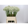 Allium Mount Everest
