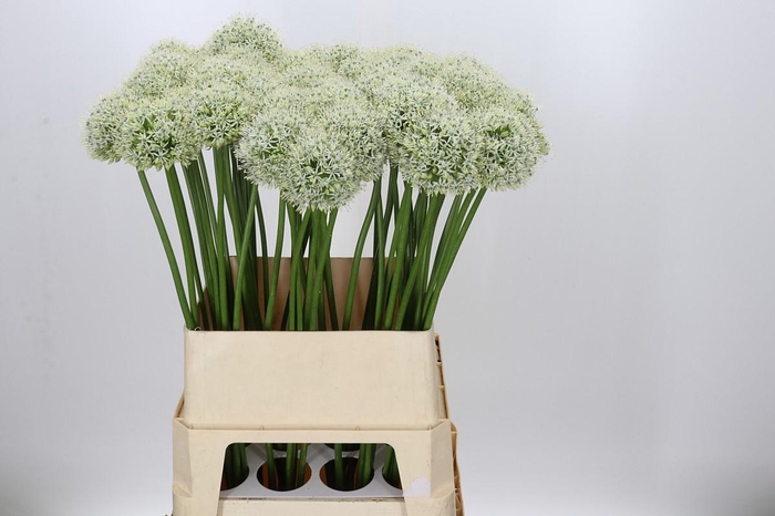 <h4>Allium Mount Everest</h4>
