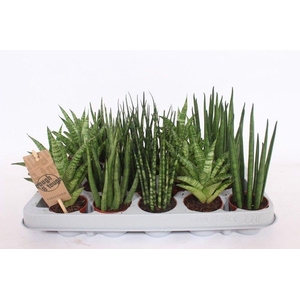 Sansevieria Luxe mix