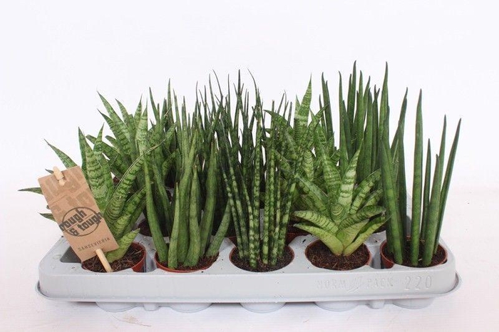 <h4>Sansevieria Luxe mix</h4>