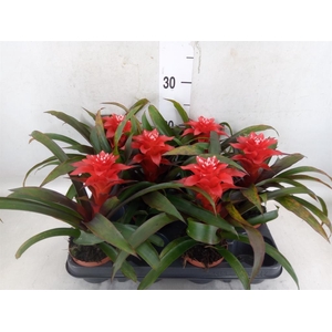 Guzmania   ...