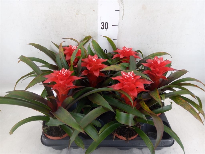 <h4>Guzmania   ...</h4>
