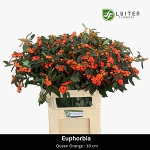 EUPH F T QUEEN ORANG