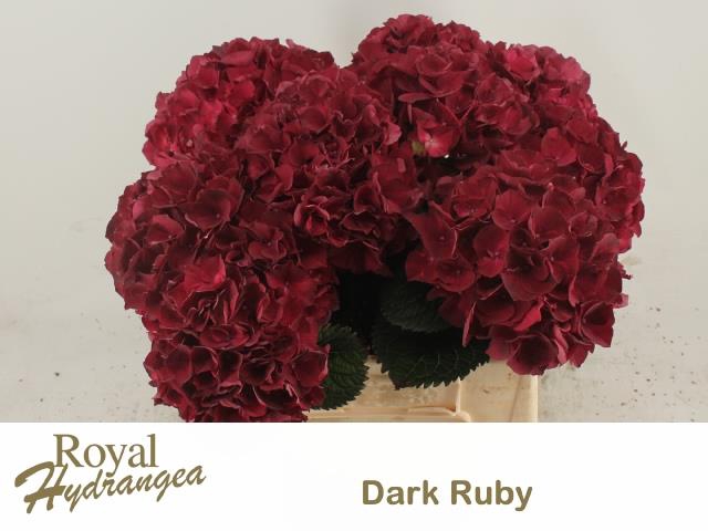 <h4>HYDR M MAG DARK RUBY</h4>